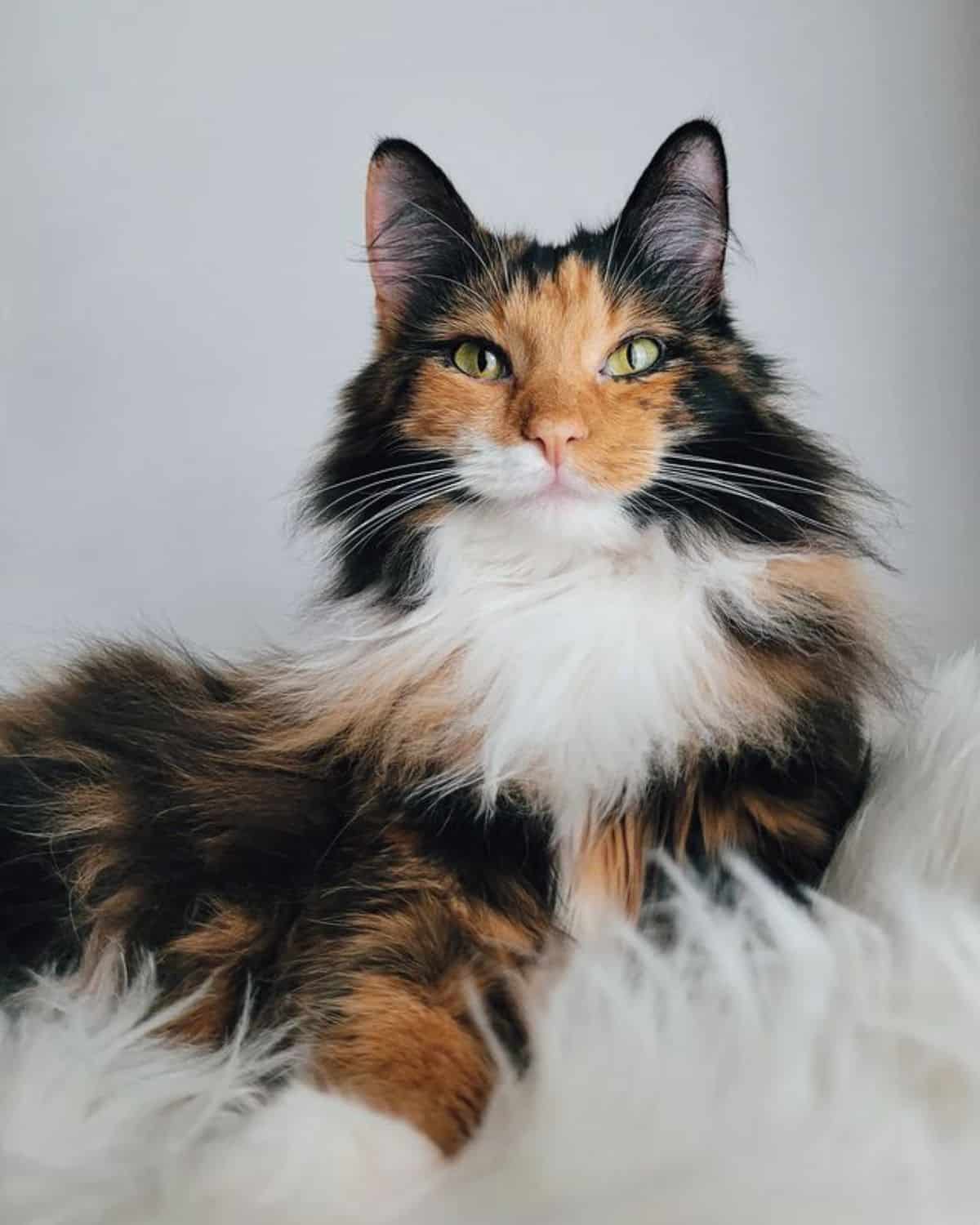 A beauitful calico maine coon lying on a white fluffy carpet.