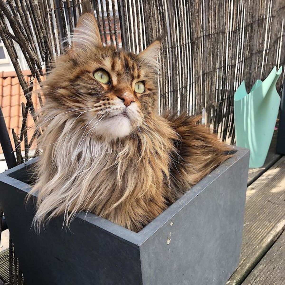 A beautiful fluffy calico maine coon lying in a black pot.