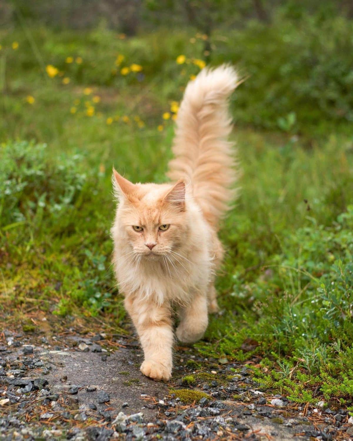 A fluffy creamy maine coon walking outdoor.