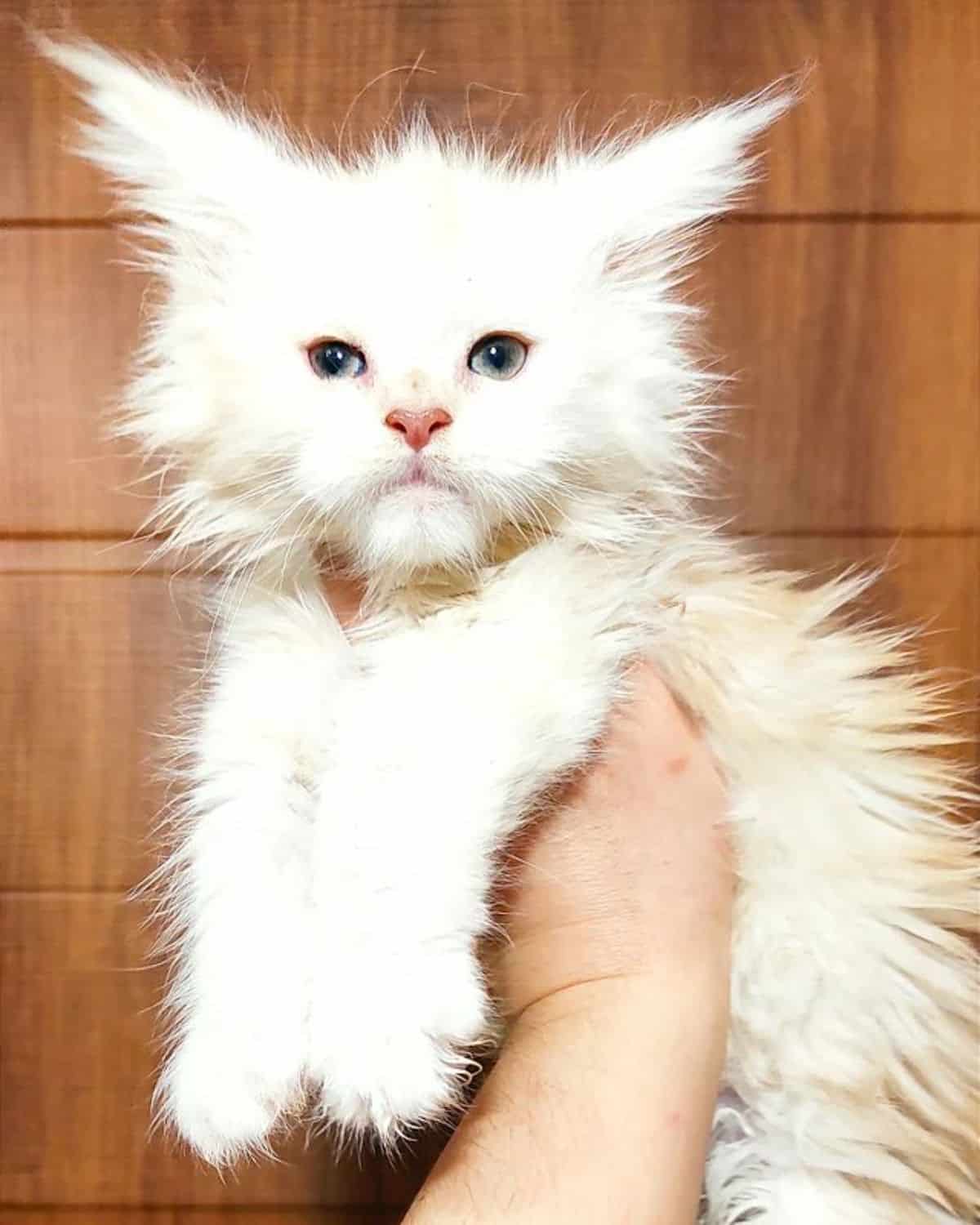 A hand holding a fluffy white maine coon kitten.