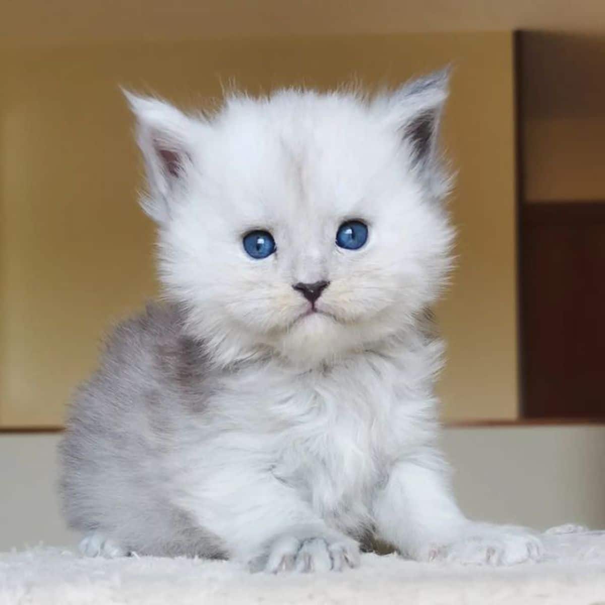 A cute white fluffy maine coon kitten sitting on a white carpet.