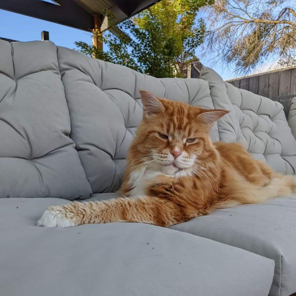 A big ginger maine coon lying on a sofa.