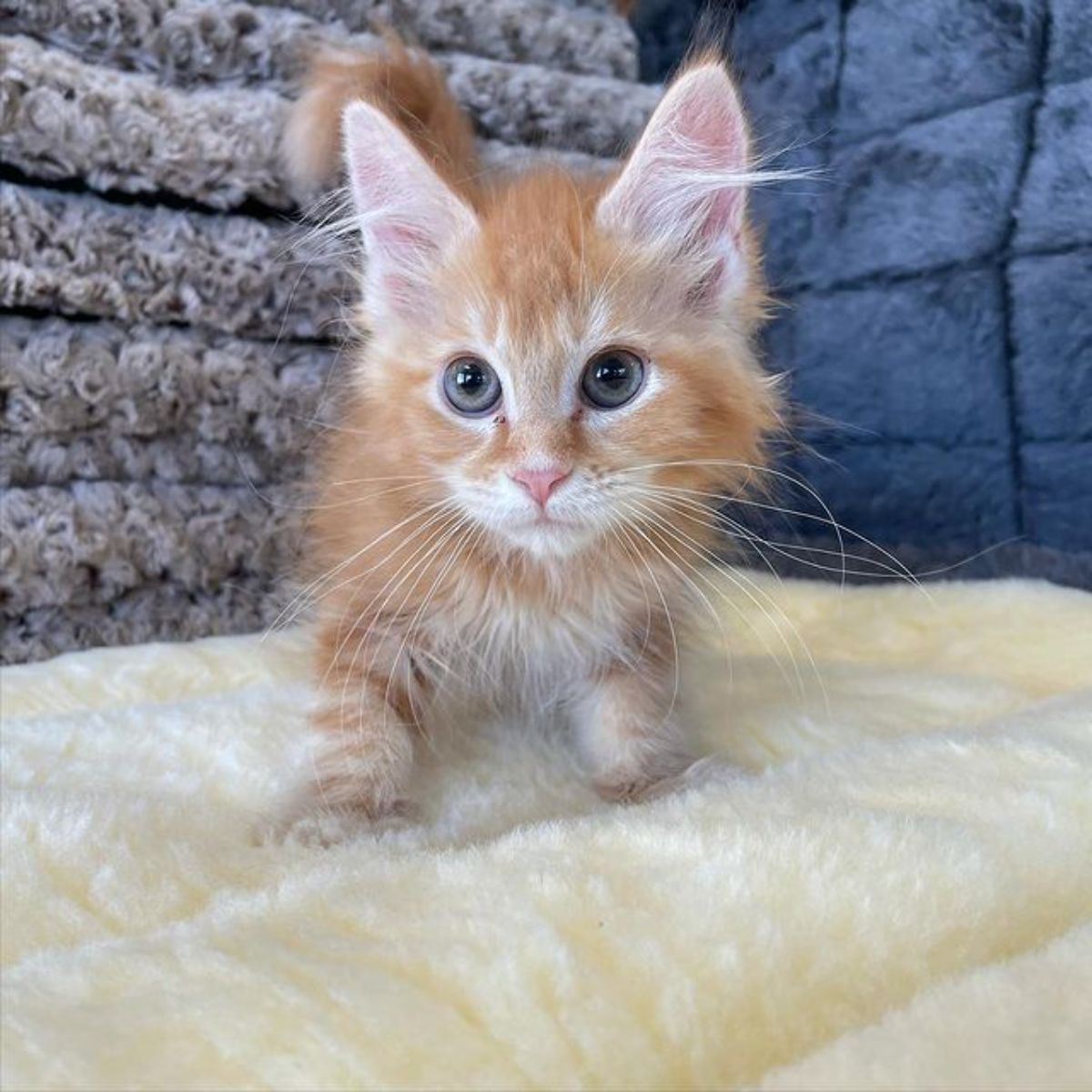 A cute fluffy ginger maine coon kitten walking on a yellow blanket.