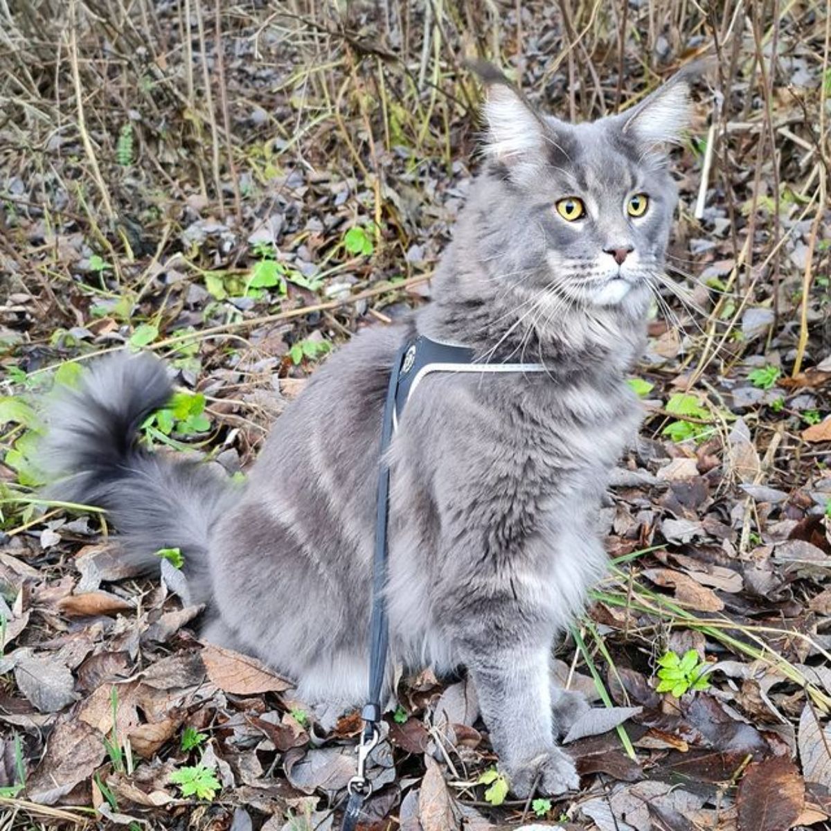 A fluffy tabby maine coon with harness standing on the ground covered by fallen leaves.