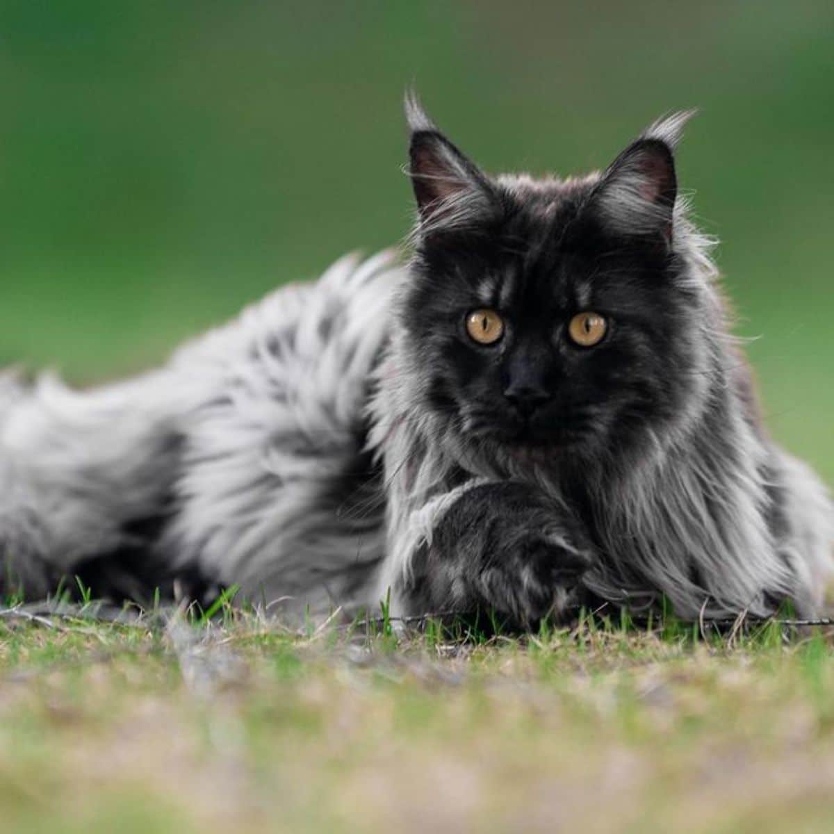 A beautiful fluffy gray maine coon lying on the ground.