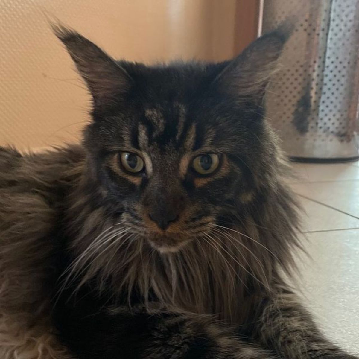 A close-up of a tabby maine coon lying on the floor.