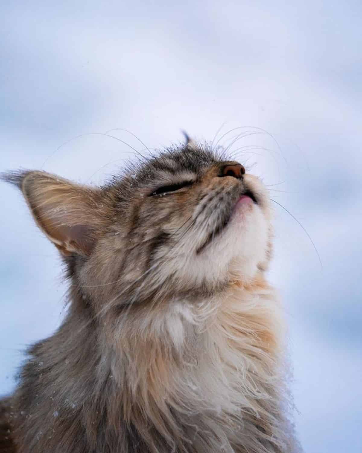 A close-up of a young calico maine coon.