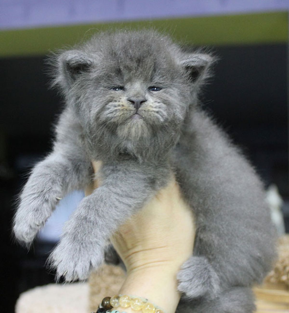 A hand holding a fluffy gray maine coon.