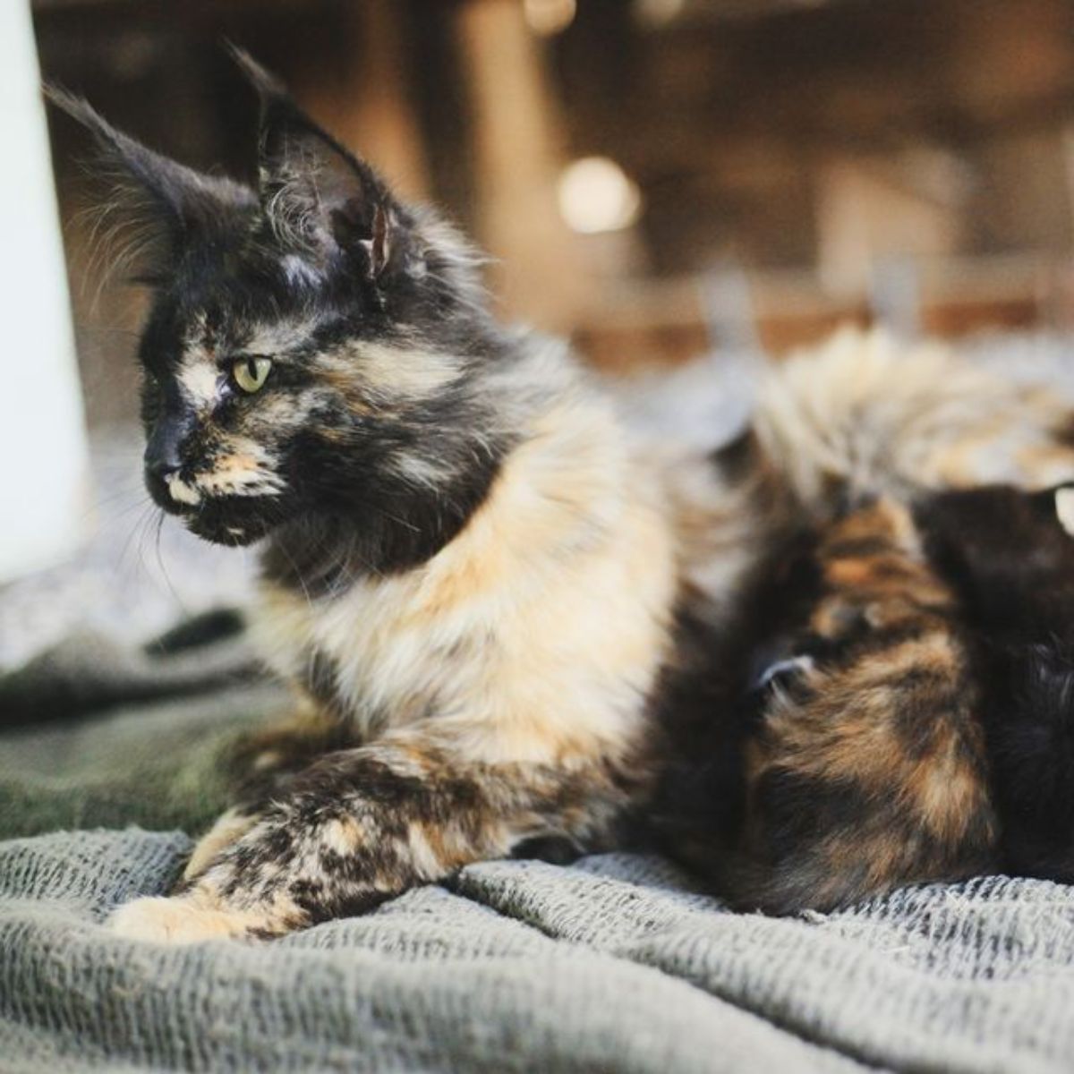 A tortoise maine coon lying on a blanket.