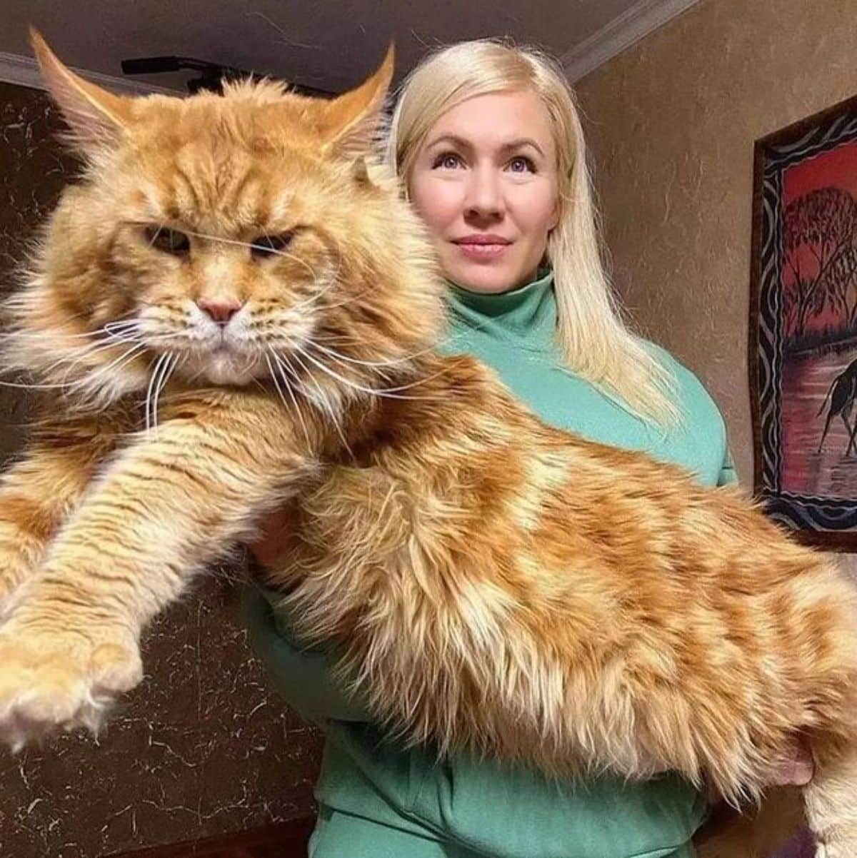 A young woman holding a huge ginger maine coon.