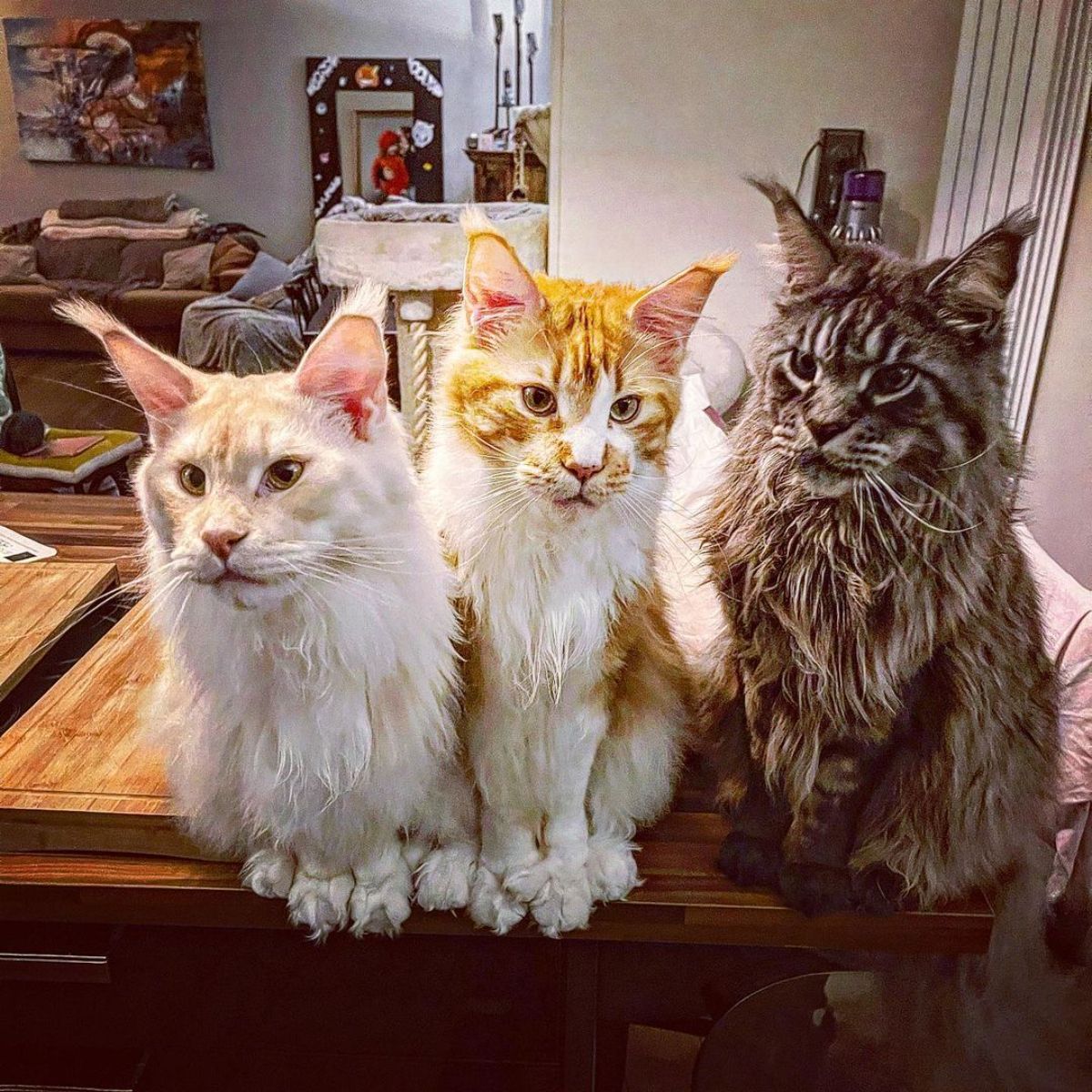 Three fluffy maine coons sitting on a table.