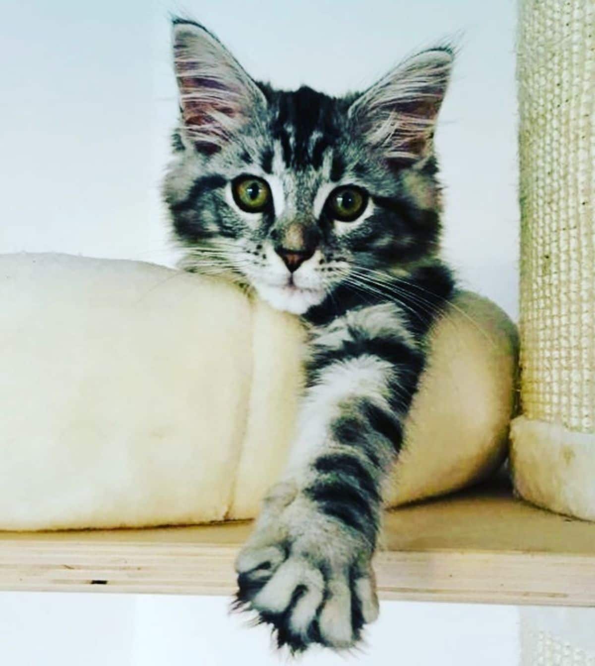 A gray maine coon kitten lying in a cat bed with a one paw reaching out.