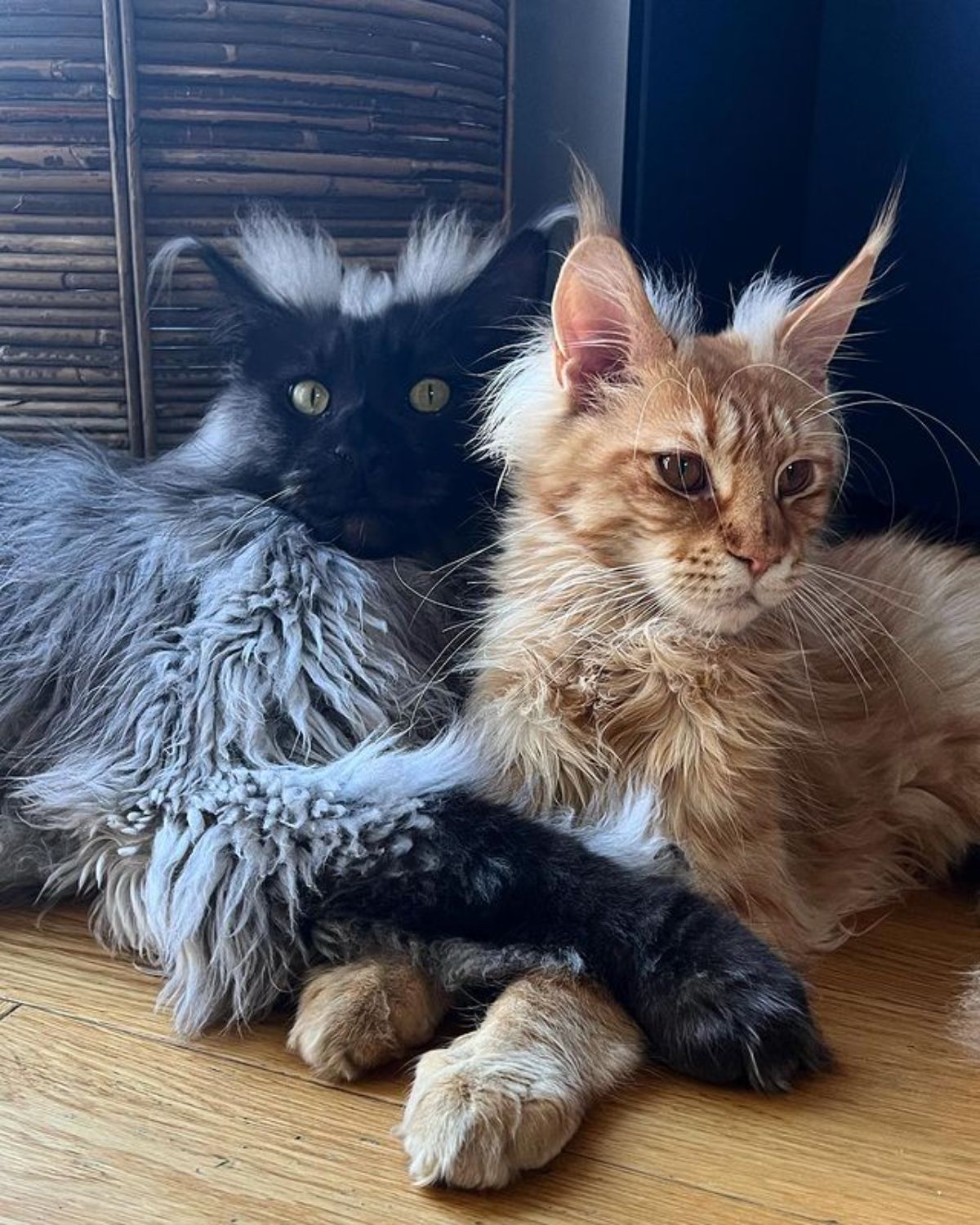 Two fluffy maine coons lying next to each other on the floor.