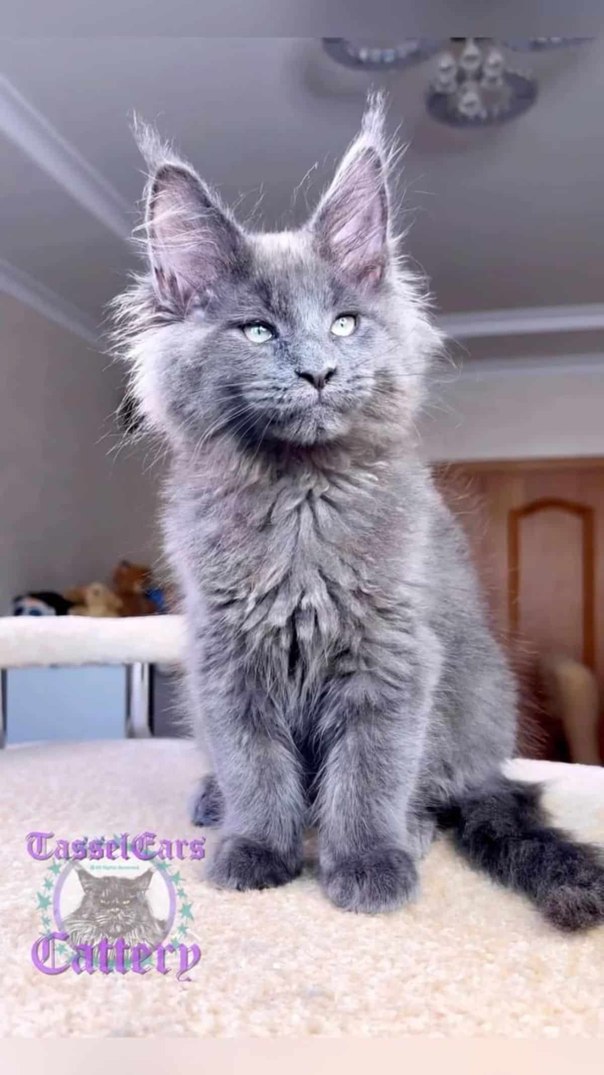 A fluffy gray maine coon kitten sitting on a cat tree.