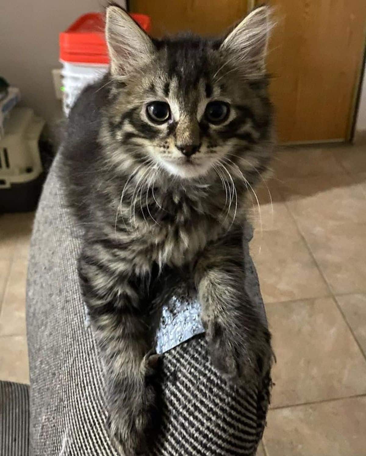 A tabby maine coon kitten lying on the top of a chair.