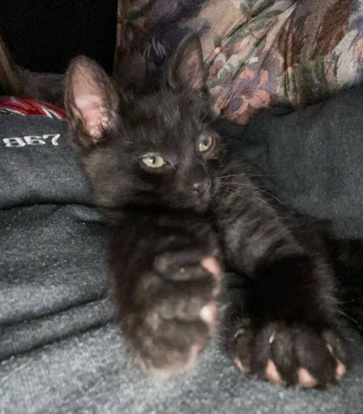 17 Shaded Maine Coon Cats You'll Love (InstaFamous)