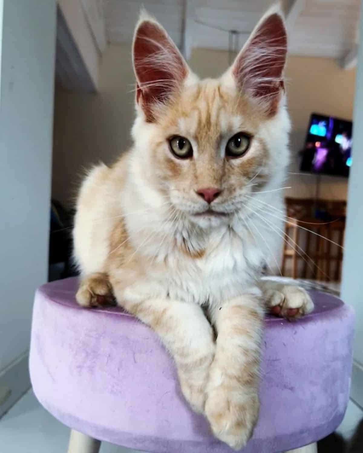 A red maine coon lying on a pink stool.
