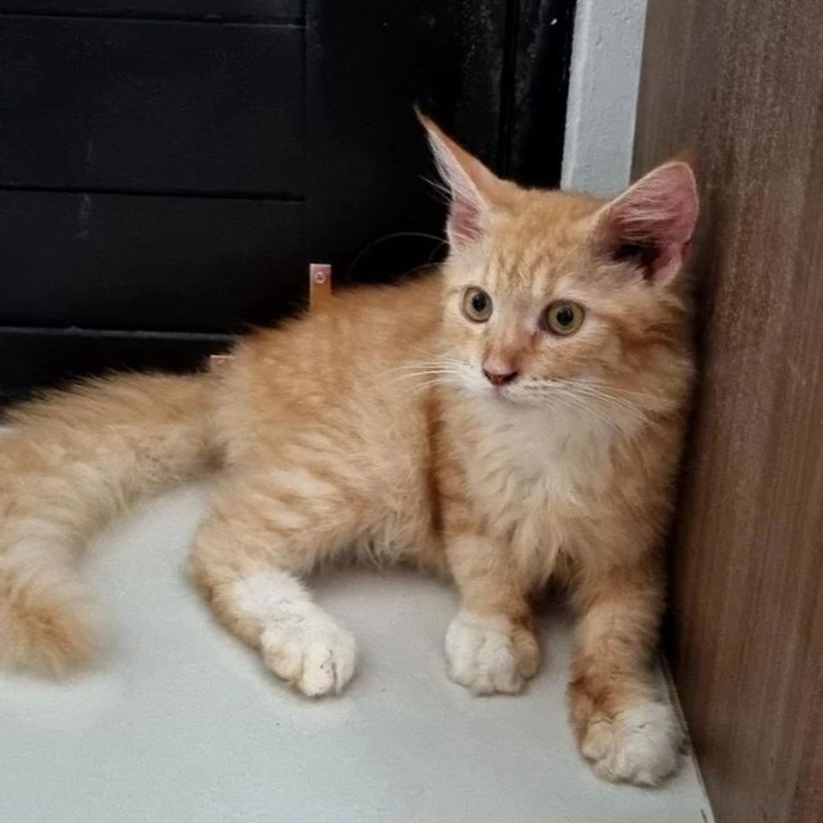 A red fluffy maine coon kitten lying on the floor.