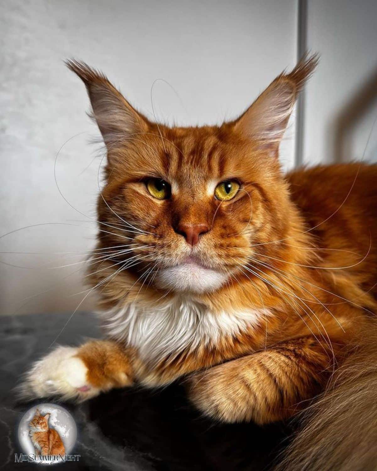 A tough-looking red maine coon lying on a black table.