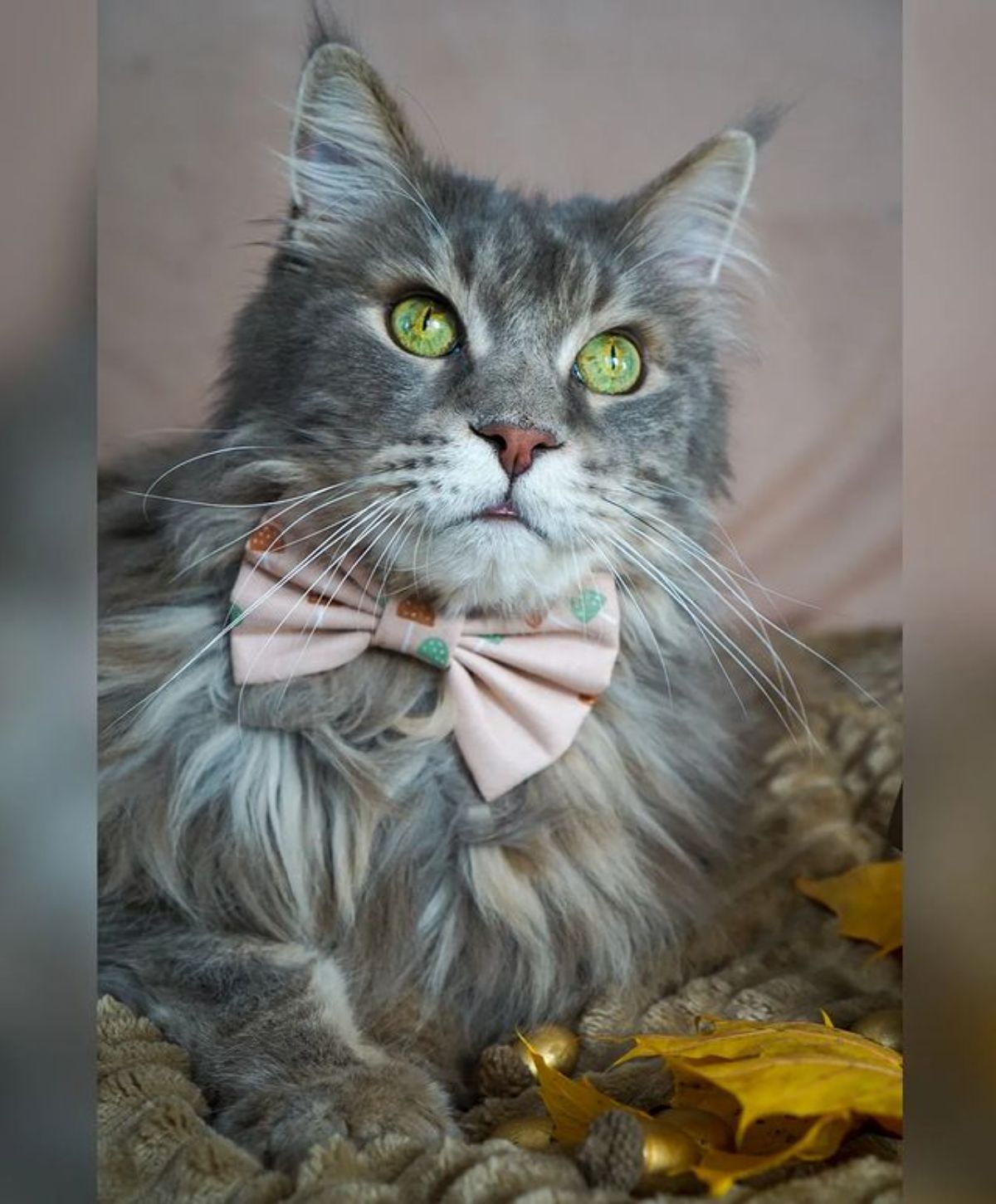 A fluffy tabby maine coon with a pink bowtie lying on a blanket.