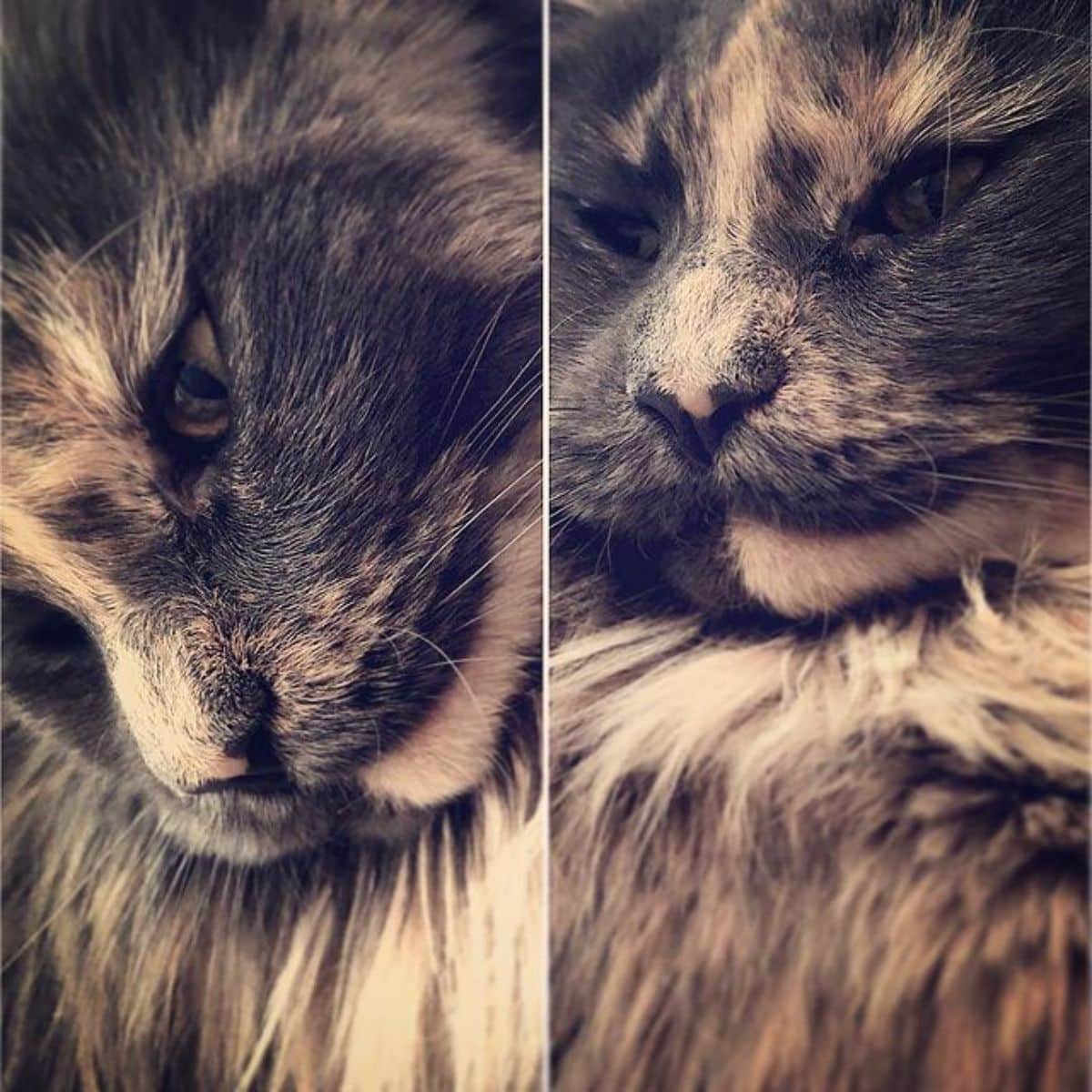 Two images of a tortoise maine coon.