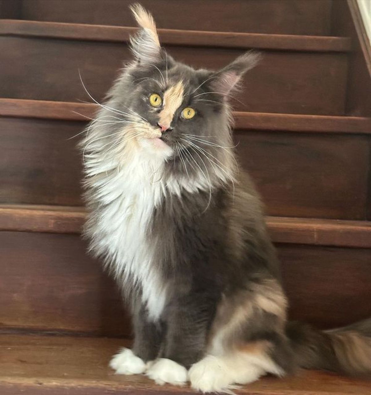 A fluffy calico maine coon sitting on wooden stairs.