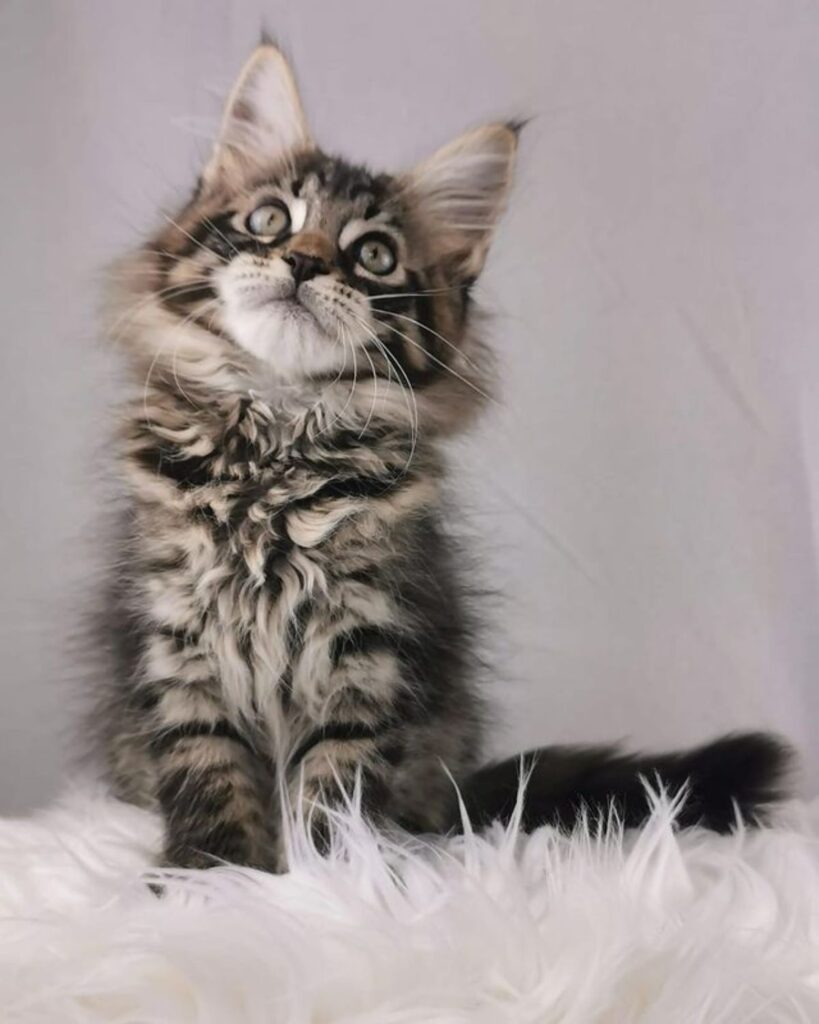 27 Black Tabby Maine Coon Cats You'll Love - MaineCoon.org