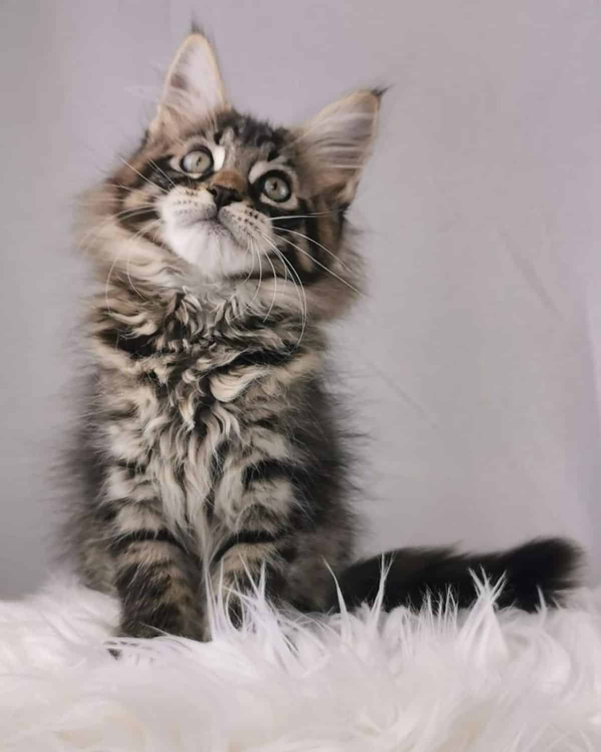 A cute fluffy maine coon kitten sitting on a white fur.