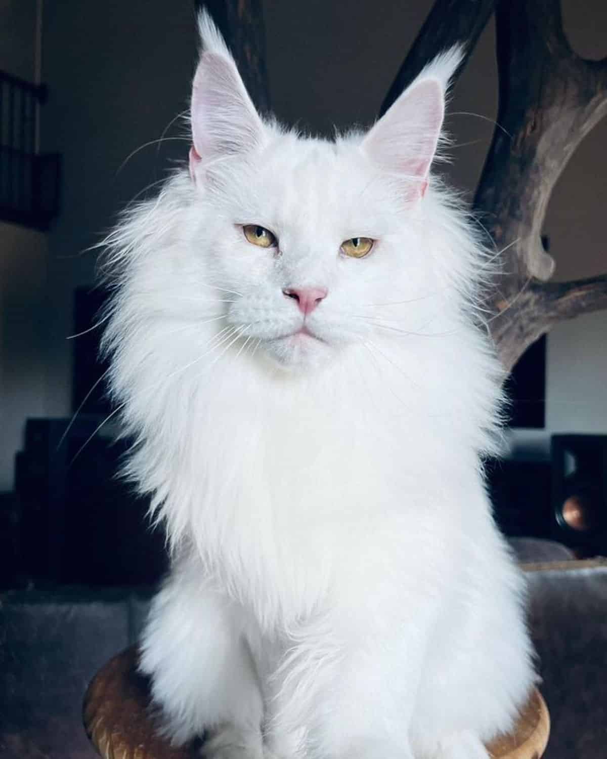 A beautiful white maine coon sitting on a small stool.