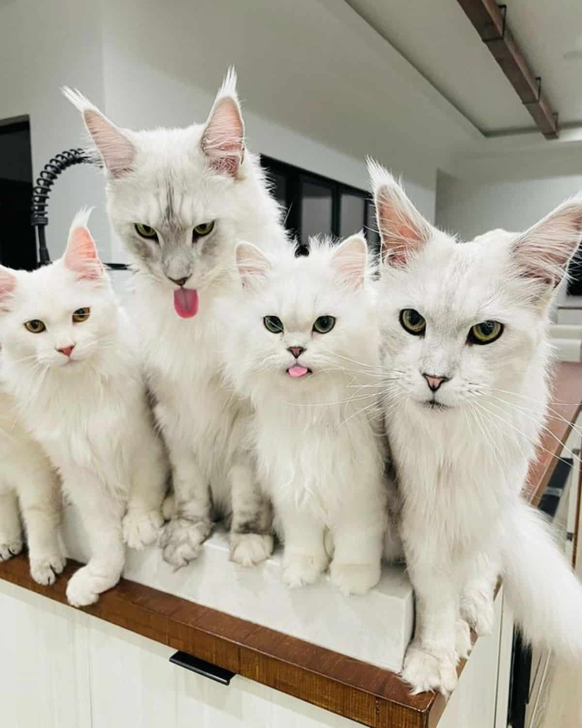 Four white maine coon sitting on a kitchen table.