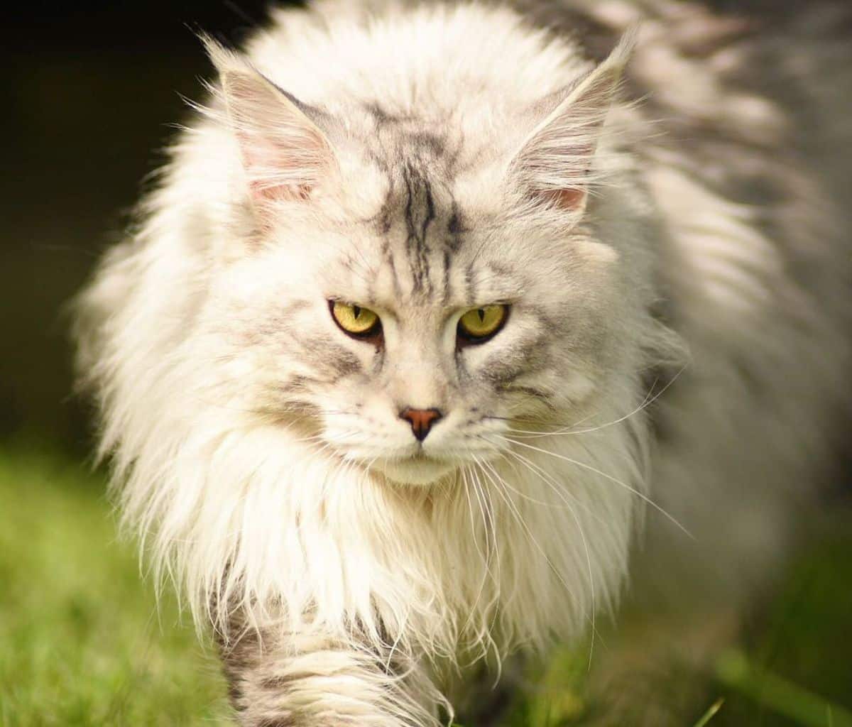 A close-up of a fluffy gray maine coon.