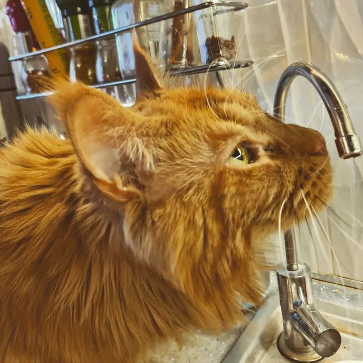 A red maine coon drinking tap water.