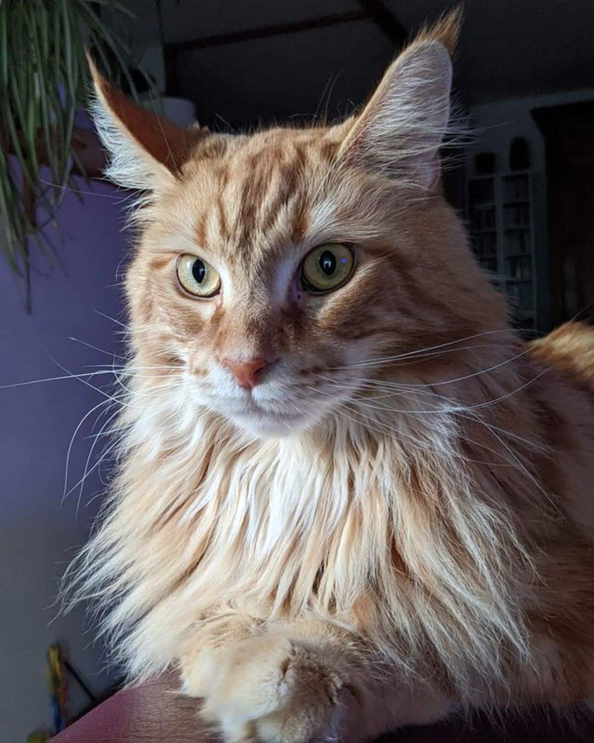A close-up of fluffy golden maine coon.