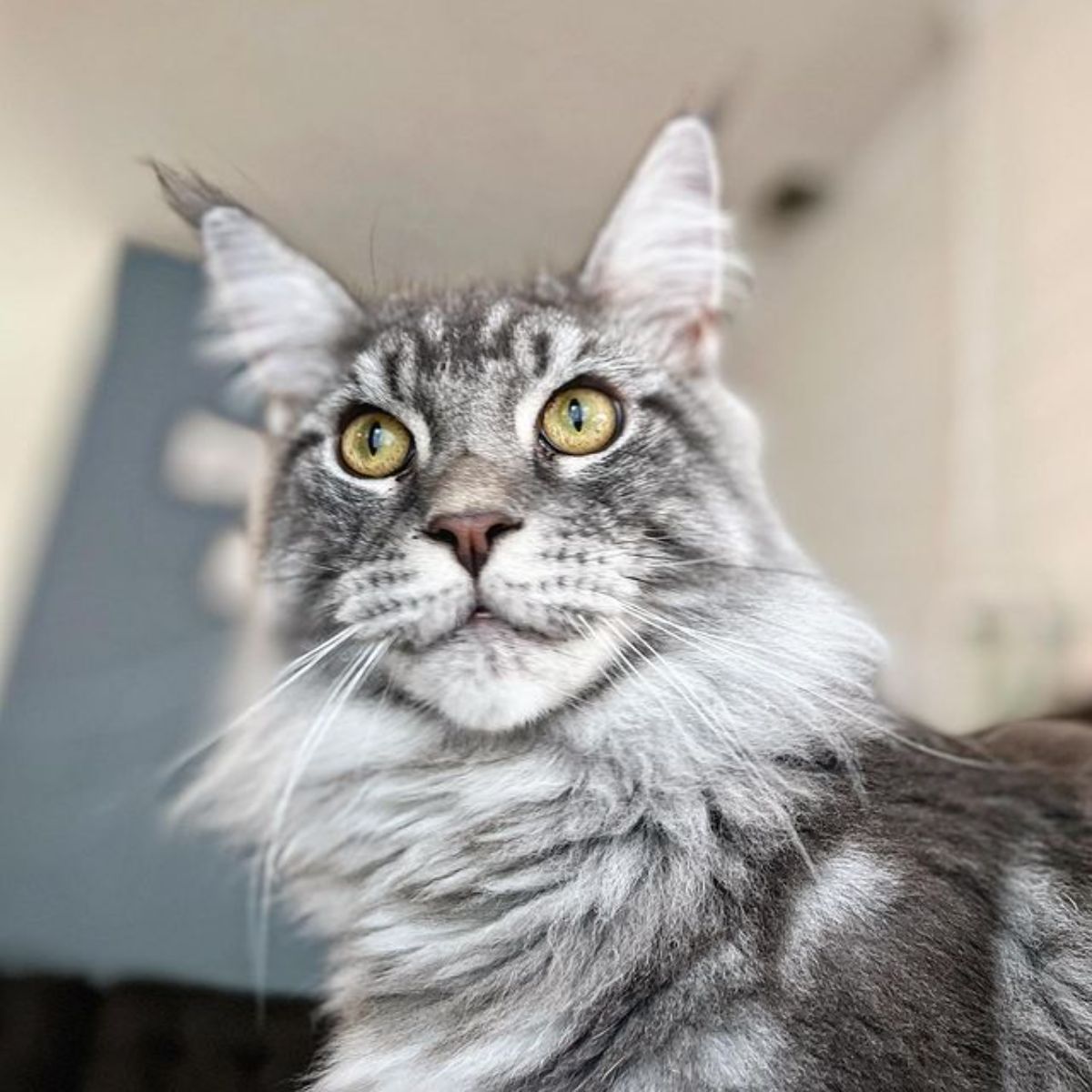 A close-up of a gray maine coon face.