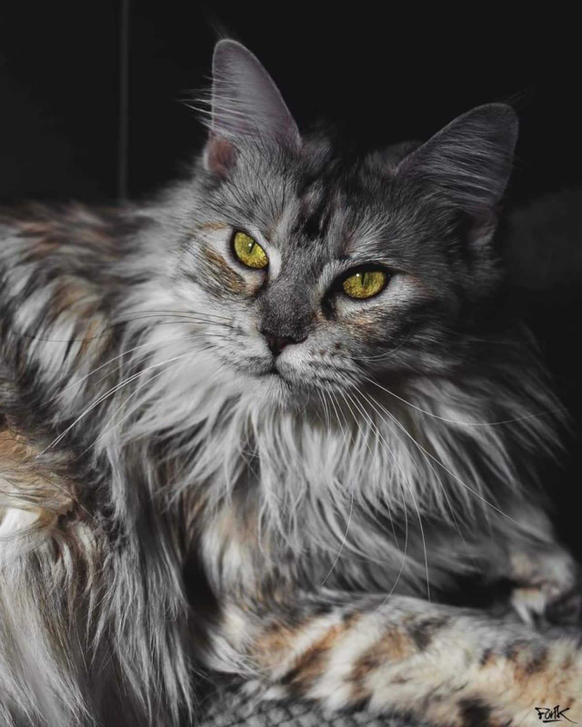 A lying fluffy calico maine coon.