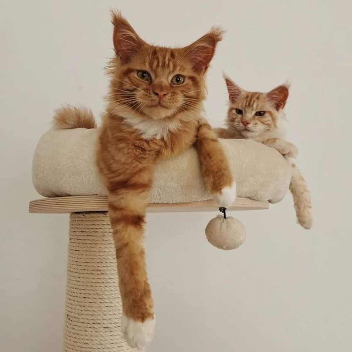 Two ginger maine coons lying on a cat tree.