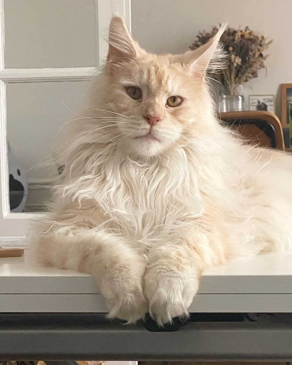 A creamy fluffy maine coon lying on a kitchen countertop.