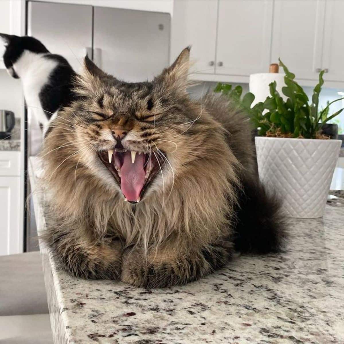 A fluffy brown maine coon with an open mouth lying on the kitchen table.
