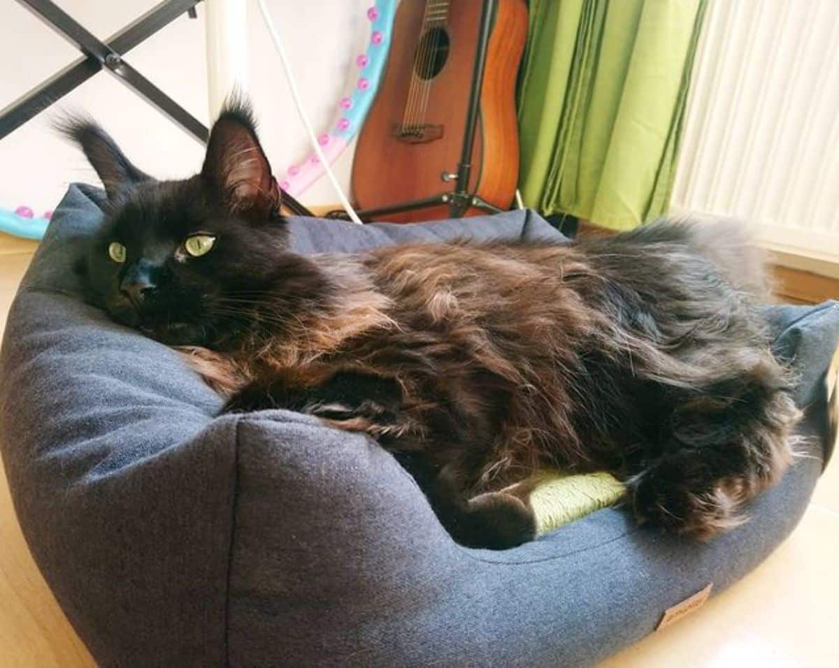 A brown fluffy maine coon lying in a cat bed.