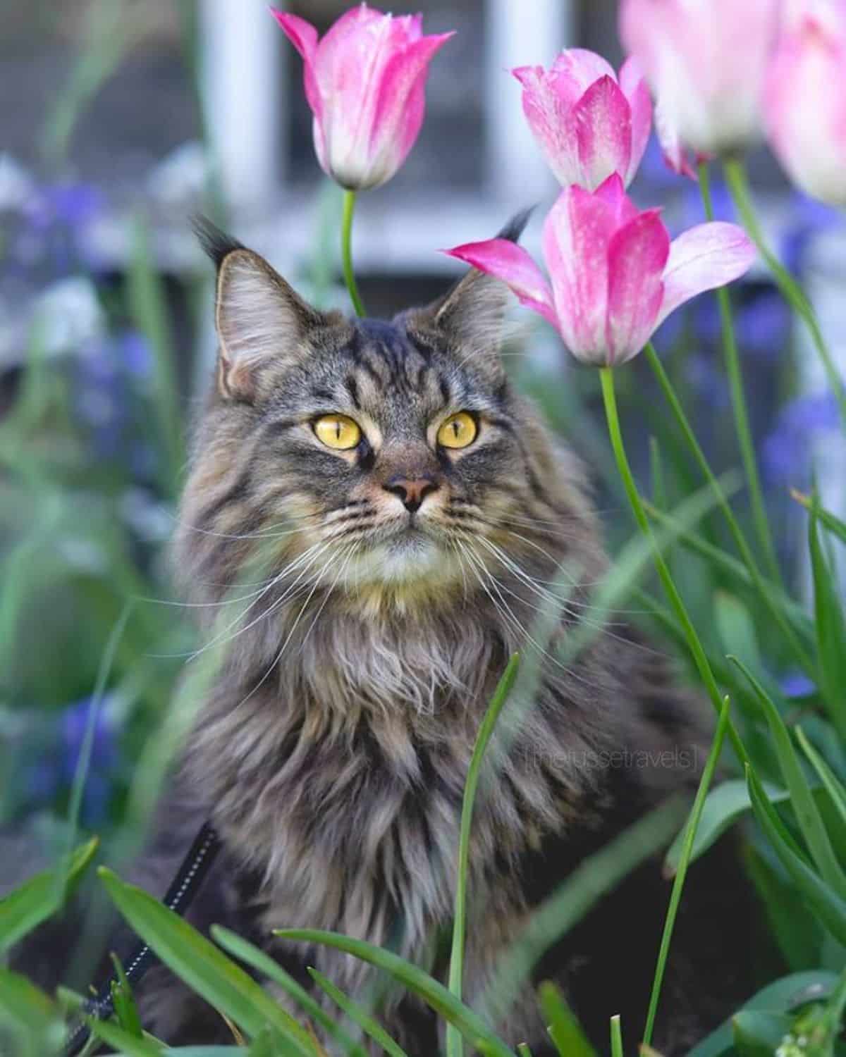 A fluffy gray maine coon sitting next to pink flowers.