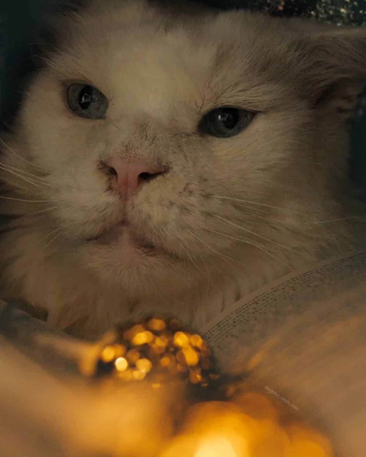 A close-up of blue-eyed maine coon.