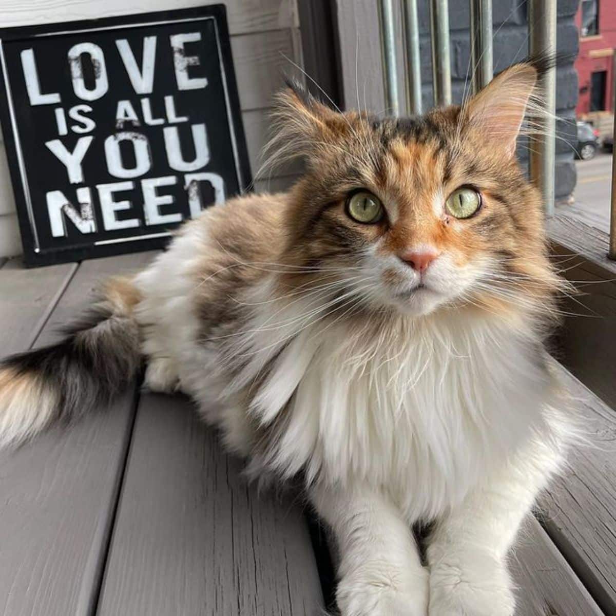 A fluffy calico maine coon lying on a wooden table.