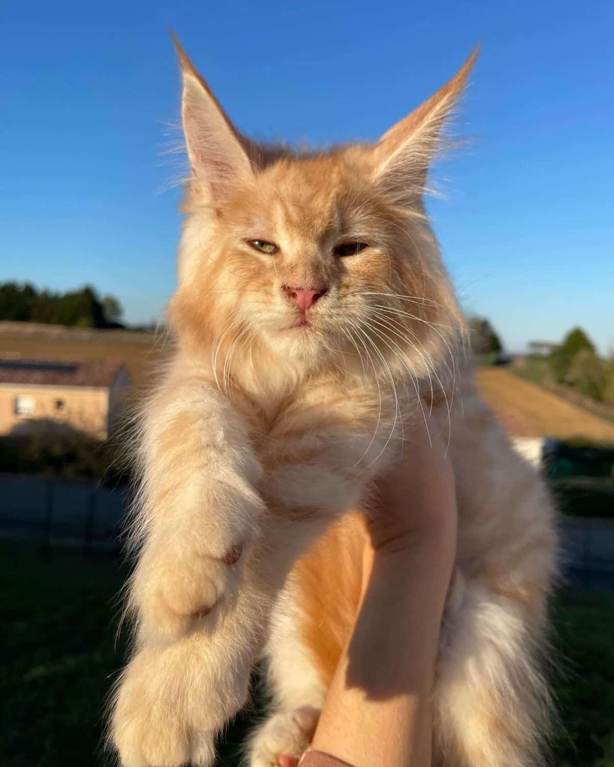 A hand holding a fluffy creamy maine coon on a sunny day.