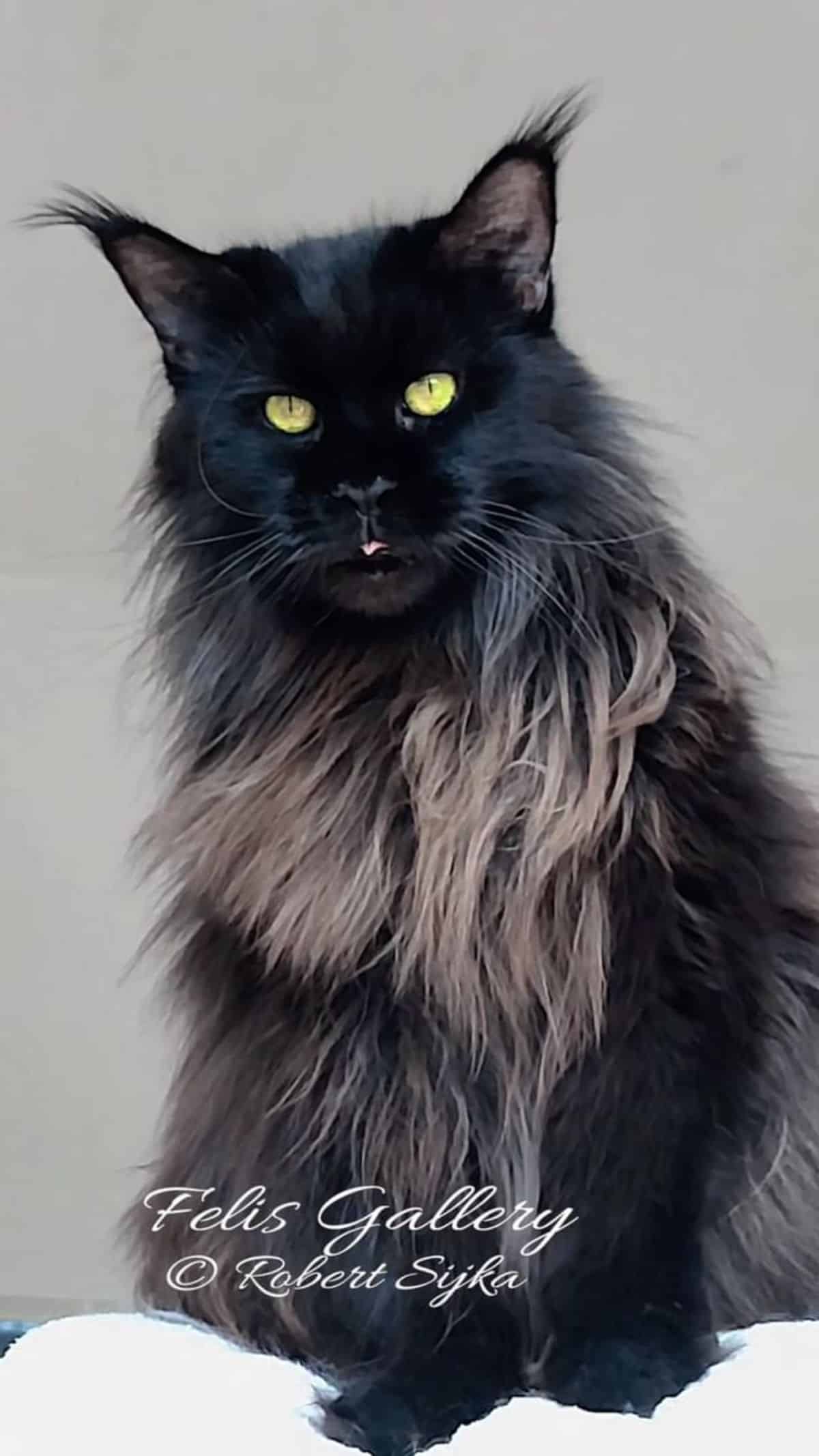 A fluffy black maine coon sitting on a pillow.