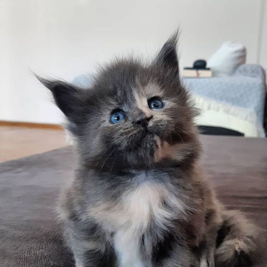 17 Unique Maine Coons With Blue Eyes - Mainecoon.org