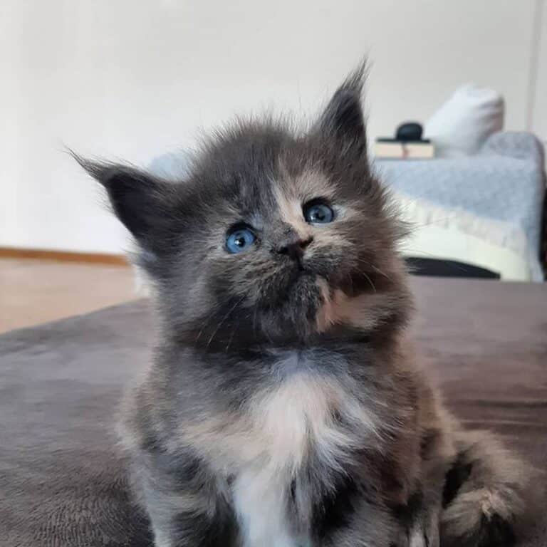 17 Unique Maine Coons With Blue Eyes - MaineCoon.org