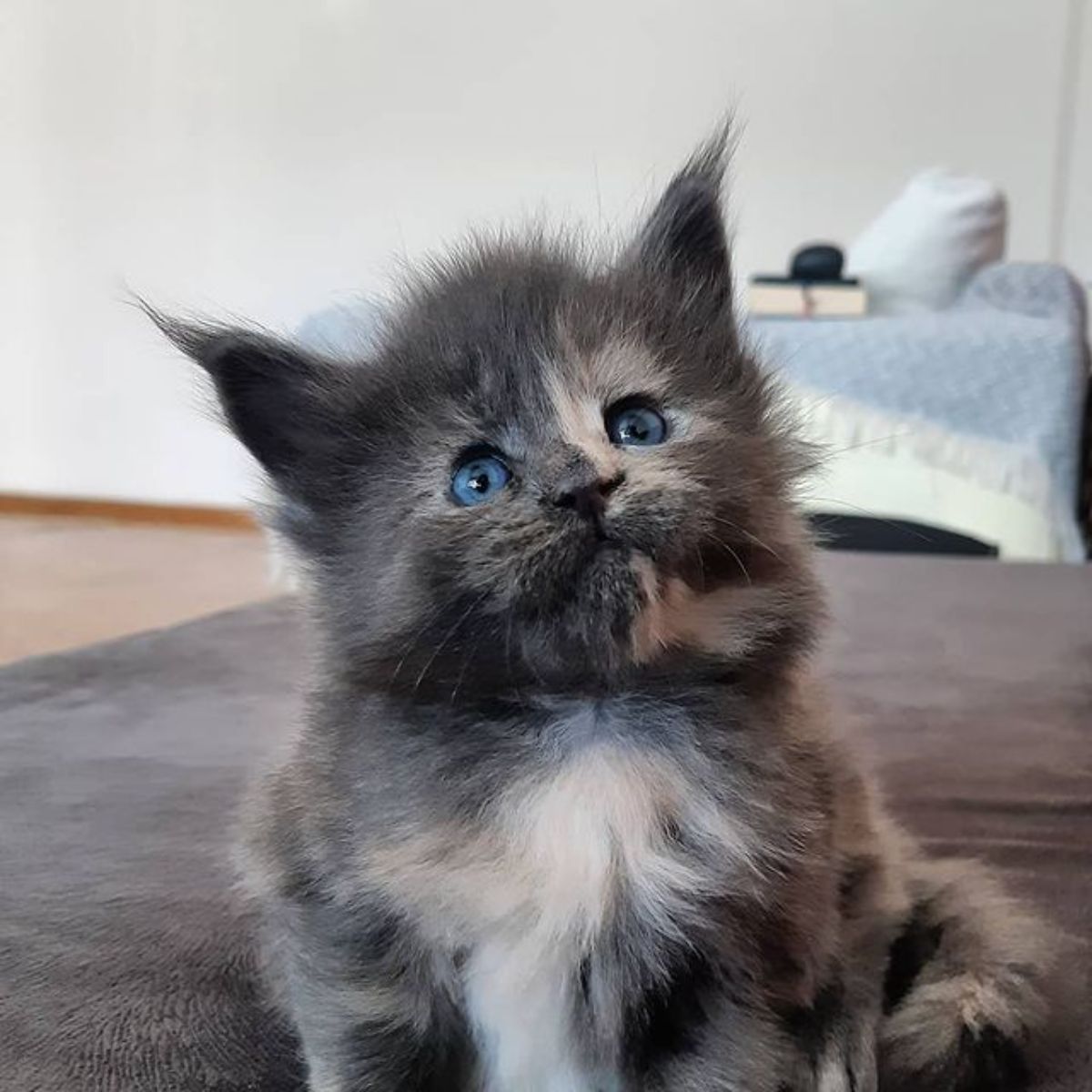 A gray maine coon kitten with blue  eyes sitting on a bed.