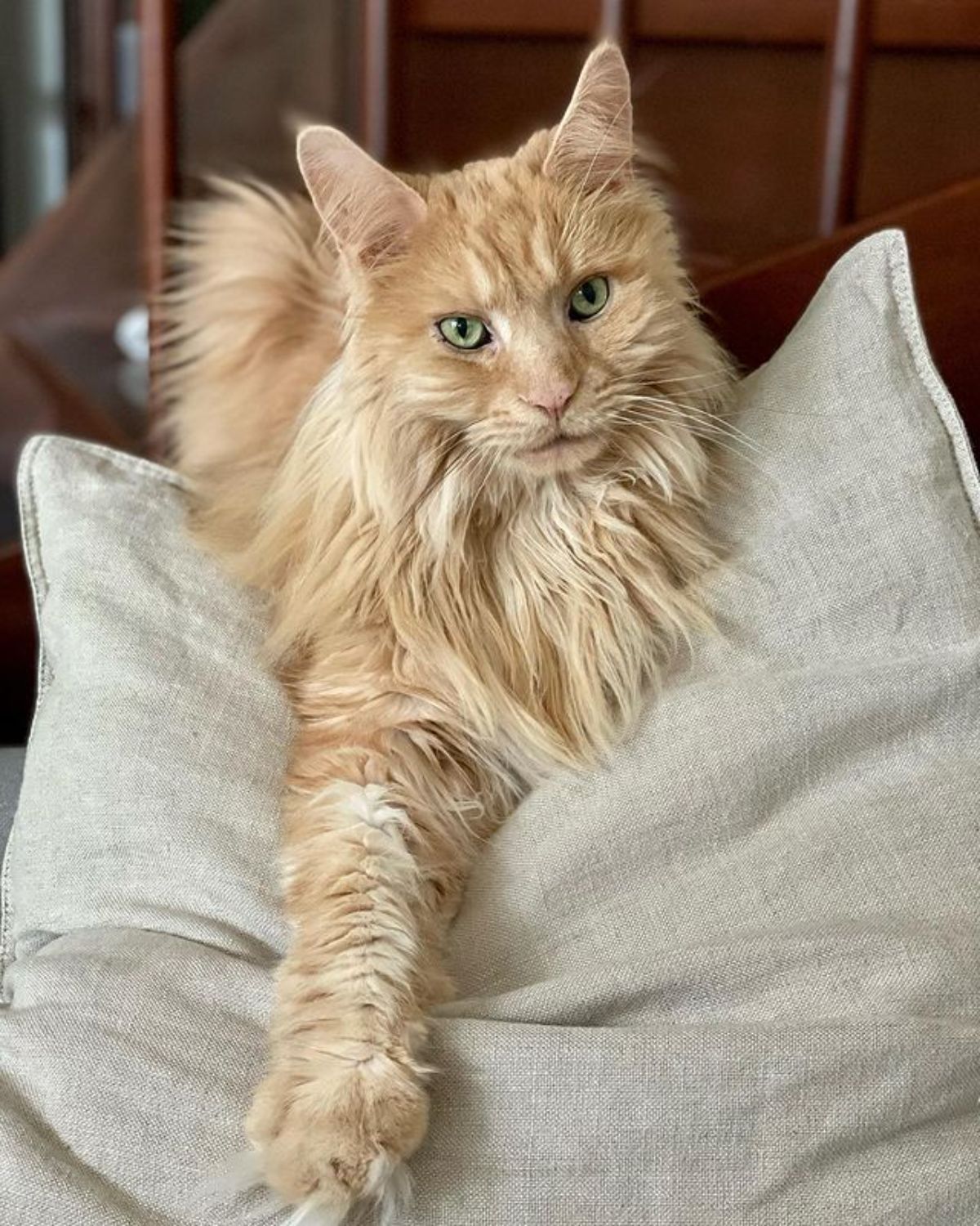 A fluffy golden maine coon lying on a pillow.