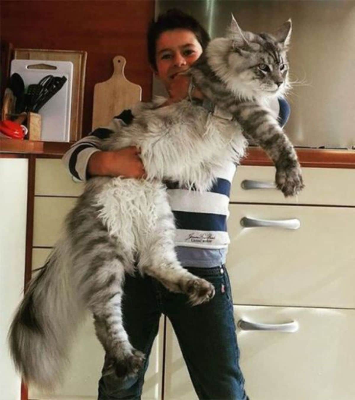 A woman holding a huge gray maine coon.