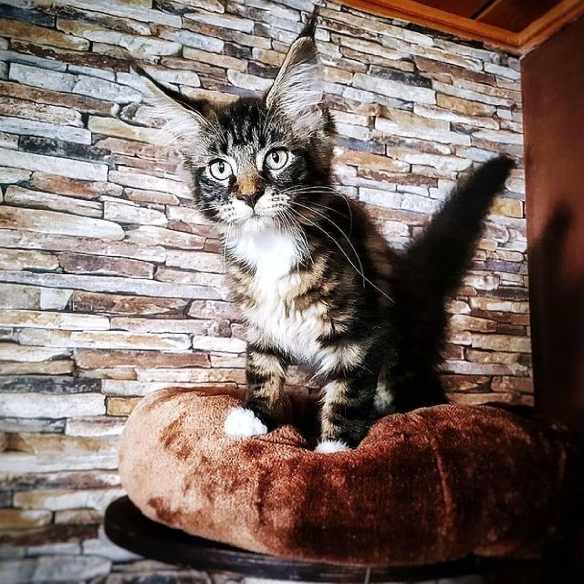 A tabby maine coon kitten standing on a brown pillow.